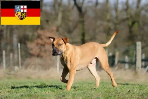 Read more about the article Criadores de Boerboel e cachorros em Saarland