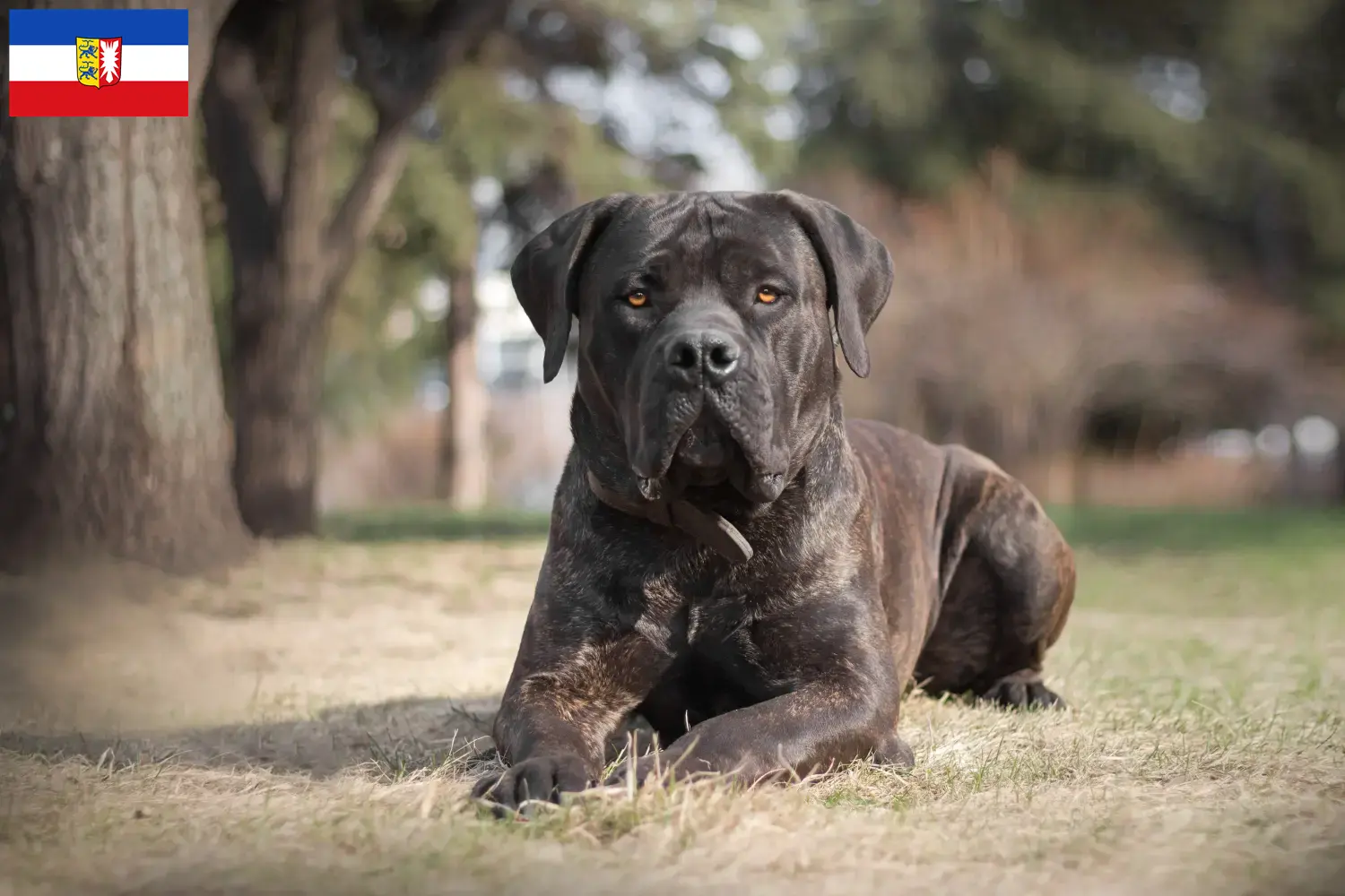Read more about the article Criadores de Boerboel e cachorros em Schleswig-Holstein