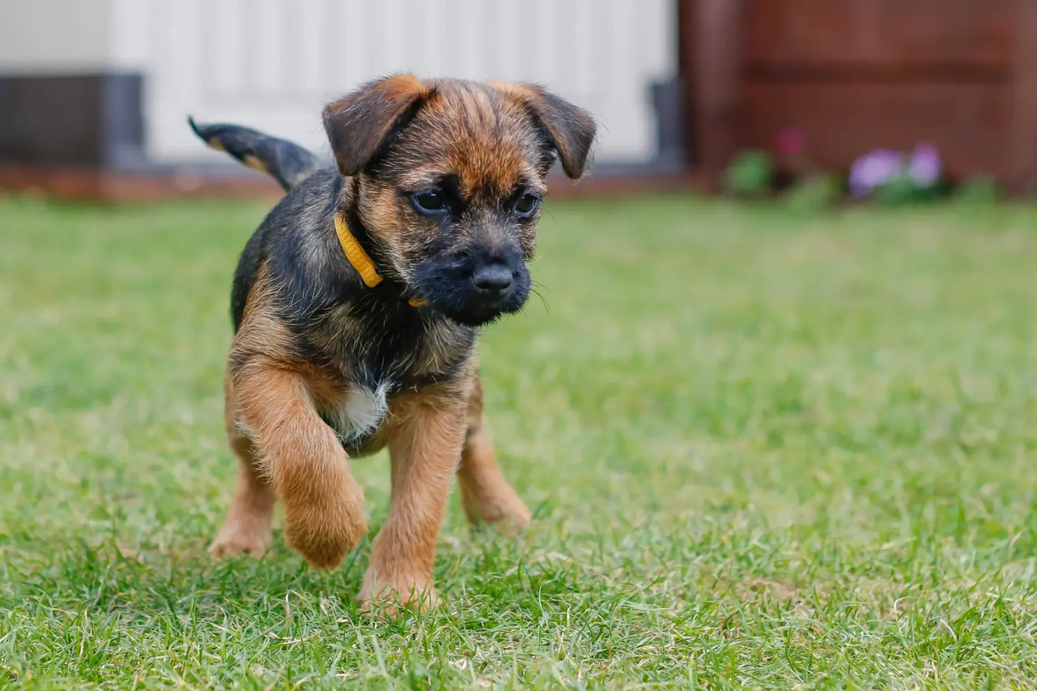 Comprar um cachorro Border Terrier significa assumir responsabilidades! Comprar cachorros Border Terrier.