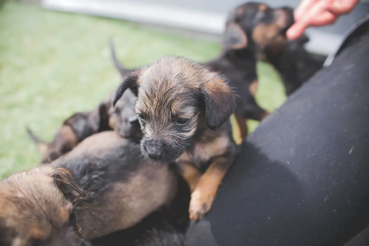 Comprar um cachorro Border Terrier significa assumir responsabilidades! Comprar cachorros Border Terrier.
