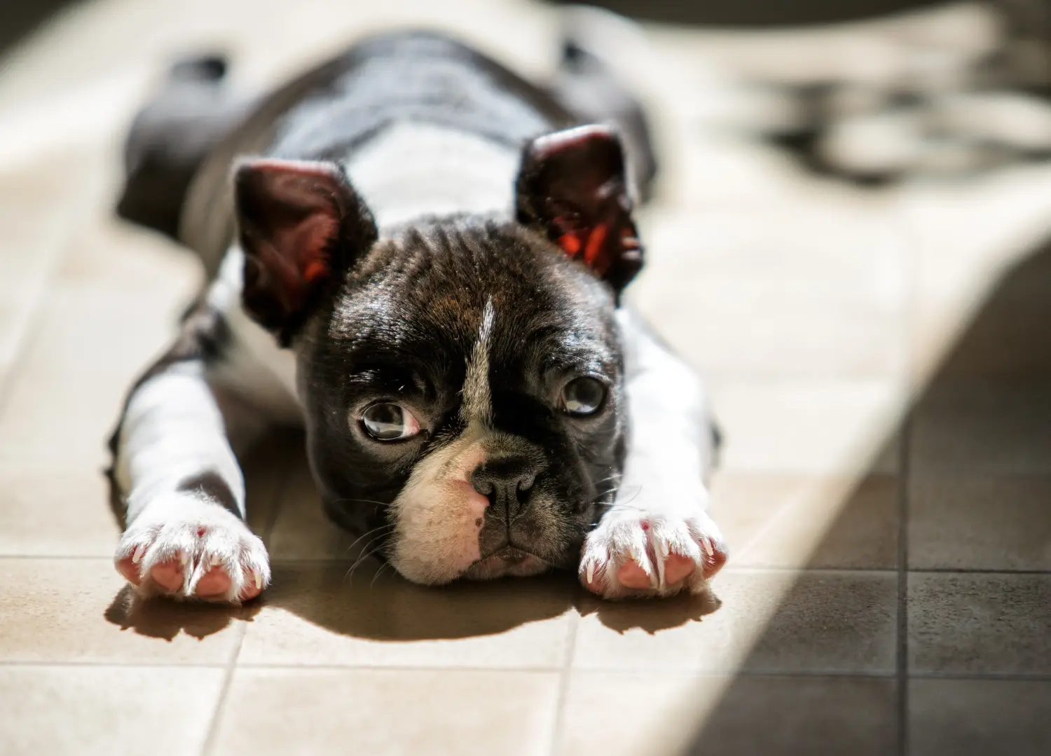 Comprar um cachorro Boston Terrier significa assumir responsabilidades! Comprar cachorros Boston Terrier.