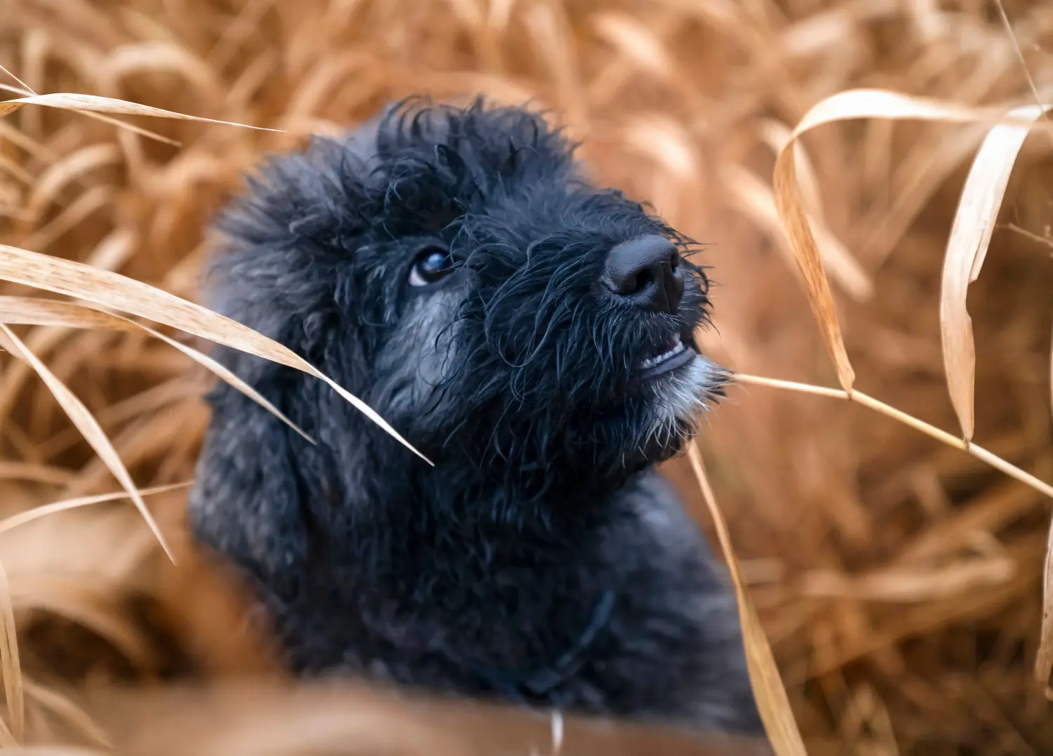 Comprar um cachorro Bouvier des Flandres significa assumir responsabilidades! Comprar cachorros Bouvier des Flandres.