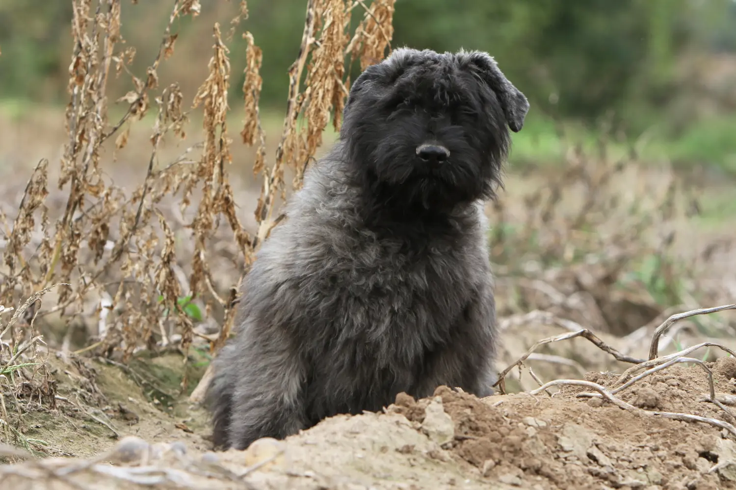Comprar um cachorro Bouvier des Flandres significa assumir responsabilidades! Comprar cachorros Bouvier des Flandres.