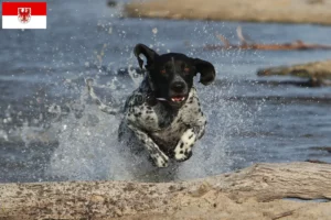 Read more about the article Braque d’Auvergne criadores e cachorros em Brandenburg