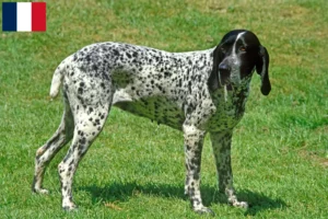 Read more about the article Braque d’Auvergne criadores e cachorros em França