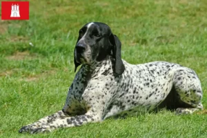 Read more about the article Braque d’Auvergne criadores e cachorros em Hamburgo