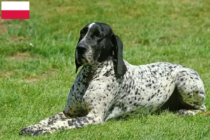 Read more about the article Braque d’Auvergne criadores e cachorros na Polónia
