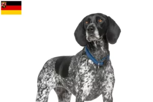 Read more about the article Braque d’Auvergne criadores e cachorros na Renânia-Palatinado