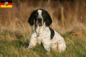 Read more about the article Braque d’Auvergne criadores e cachorros no Sarre