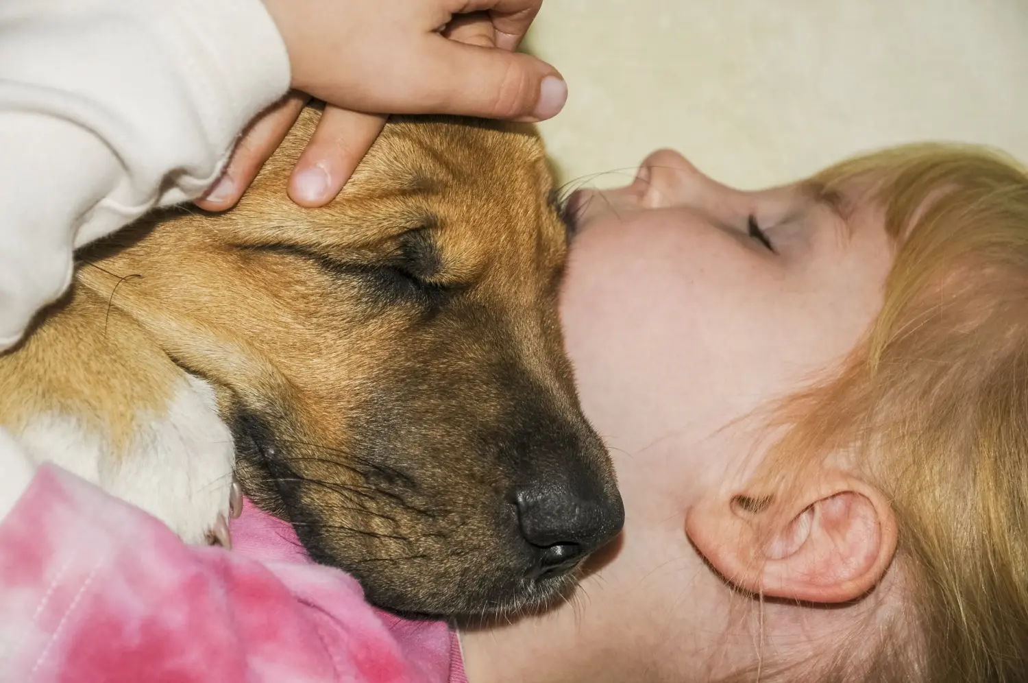 Comprar um cachorro Broholmer significa assumir a responsabilidade! Comprar cachorros Broholmer.