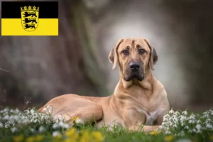 Read more about the article Criadores de Broholmer e cachorros em Baden-Württemberg