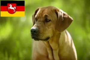 Read more about the article Criadores de Broholmer e cachorros na Baixa Saxónia