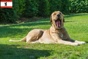 Read more about the article Criadores de Broholmer e cachorros em Berlim