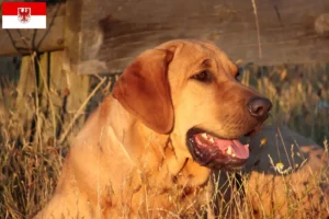 Read more about the article Criadores de Broholmer e cachorros em Brandenburg