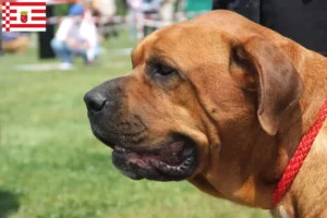 Read more about the article Criadores de Broholmer e cachorros em Bremen