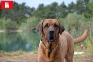 Read more about the article Criadores de Broholmer e cachorros em Hamburgo