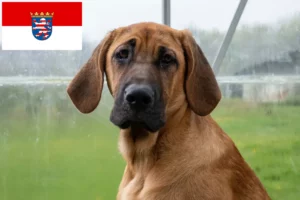 Read more about the article Criadores de Broholmer e cachorros em Hessen