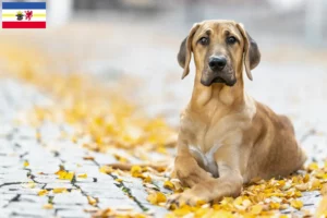 Read more about the article Criadores de Broholmer e cachorros em Mecklenburg-Vorpommern