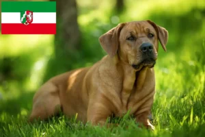 Read more about the article Criadores de Broholmer e cachorros na Renânia do Norte-Vestefália