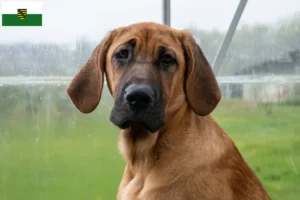 Read more about the article Criadores de Broholmer e cachorros na Saxónia