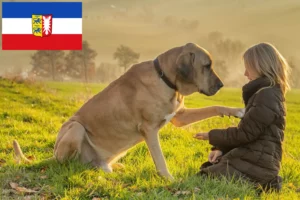 Read more about the article Criadores de Broholmer e cachorros em Schleswig-Holstein