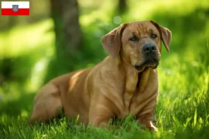 Read more about the article Criadores de Broholmer e cachorros em Thuringia