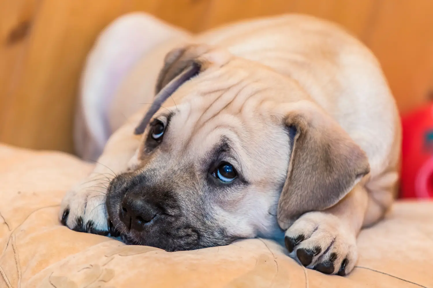 Comprar um cachorro Ca de Bou significa assumir a responsabilidade! Comprar cachorros Ca de Bou.