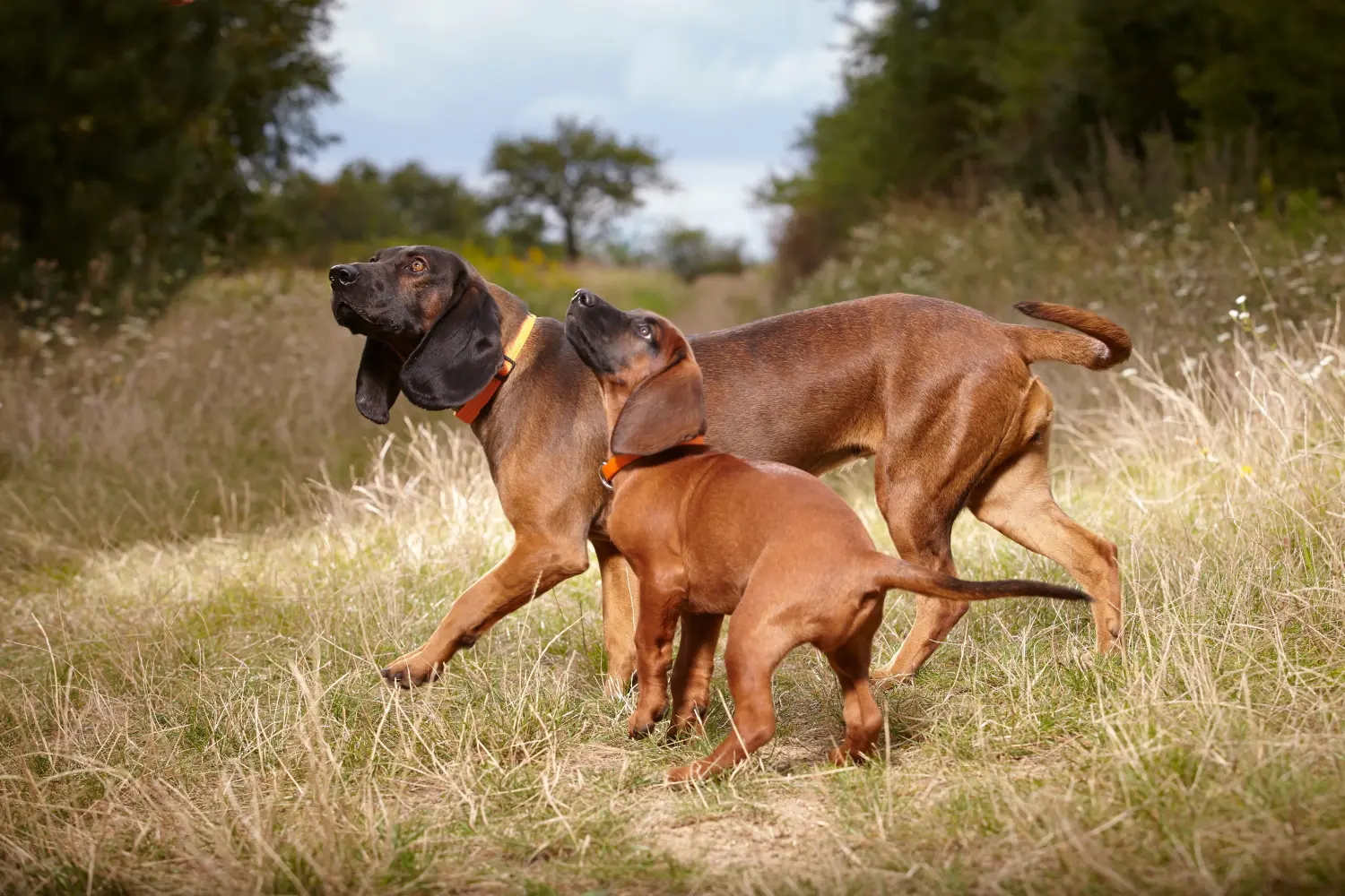 Comprar um cachorro Bavarian Mountain Hound significa assumir responsabilidades! Comprar cachorros Bavarian Mountain Hound.