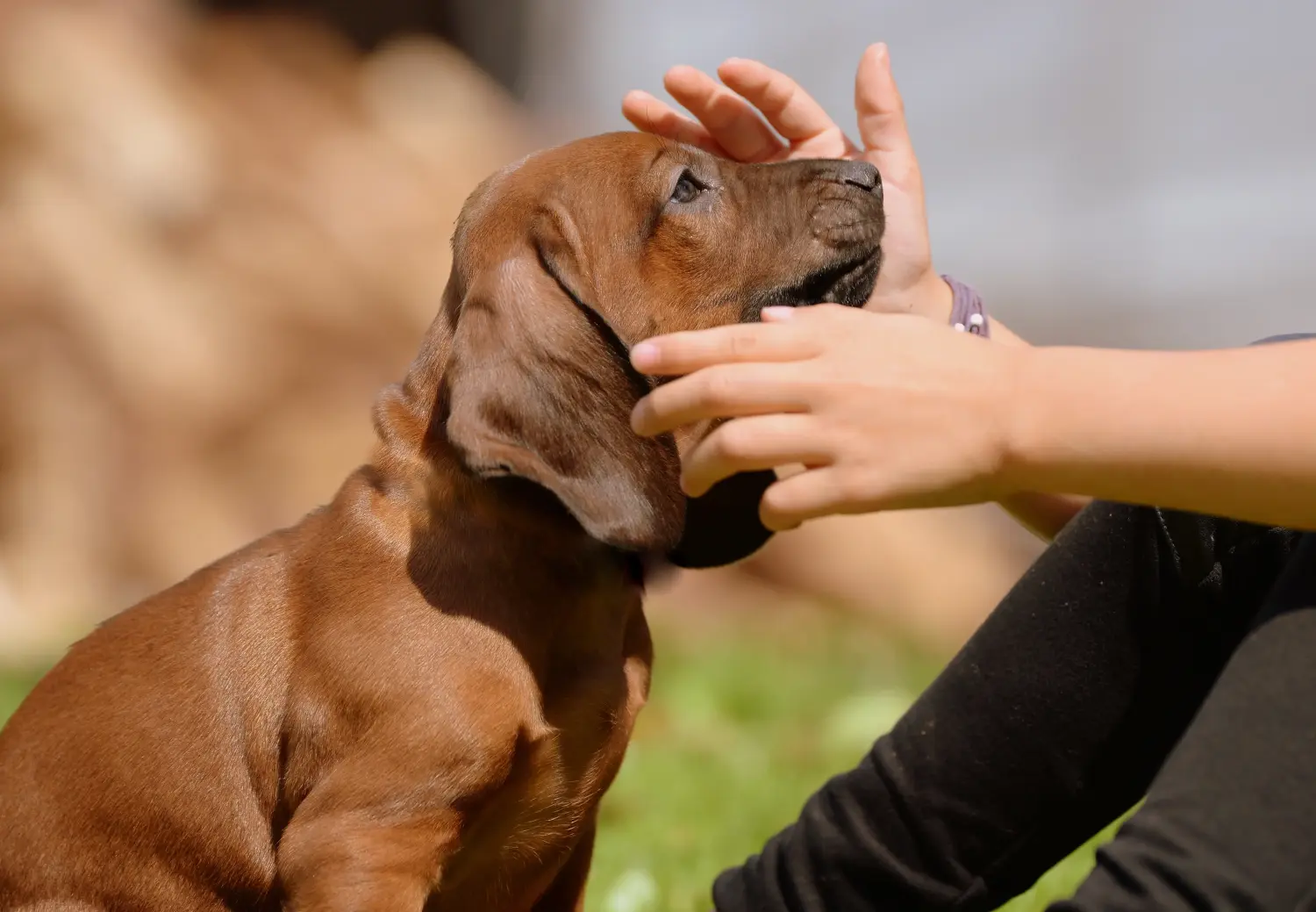 Comprar um cachorro Bavarian Mountain Hound significa assumir responsabilidades! Comprar cachorros Bavarian Mountain Hound.