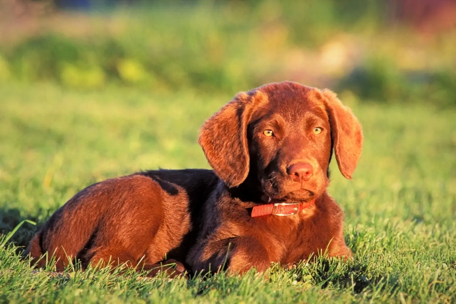 Comprar um cachorro Chesapeake Bay Retriever significa assumir responsabilidades! Comprar cachorros Chesapeake Bay Retriever.