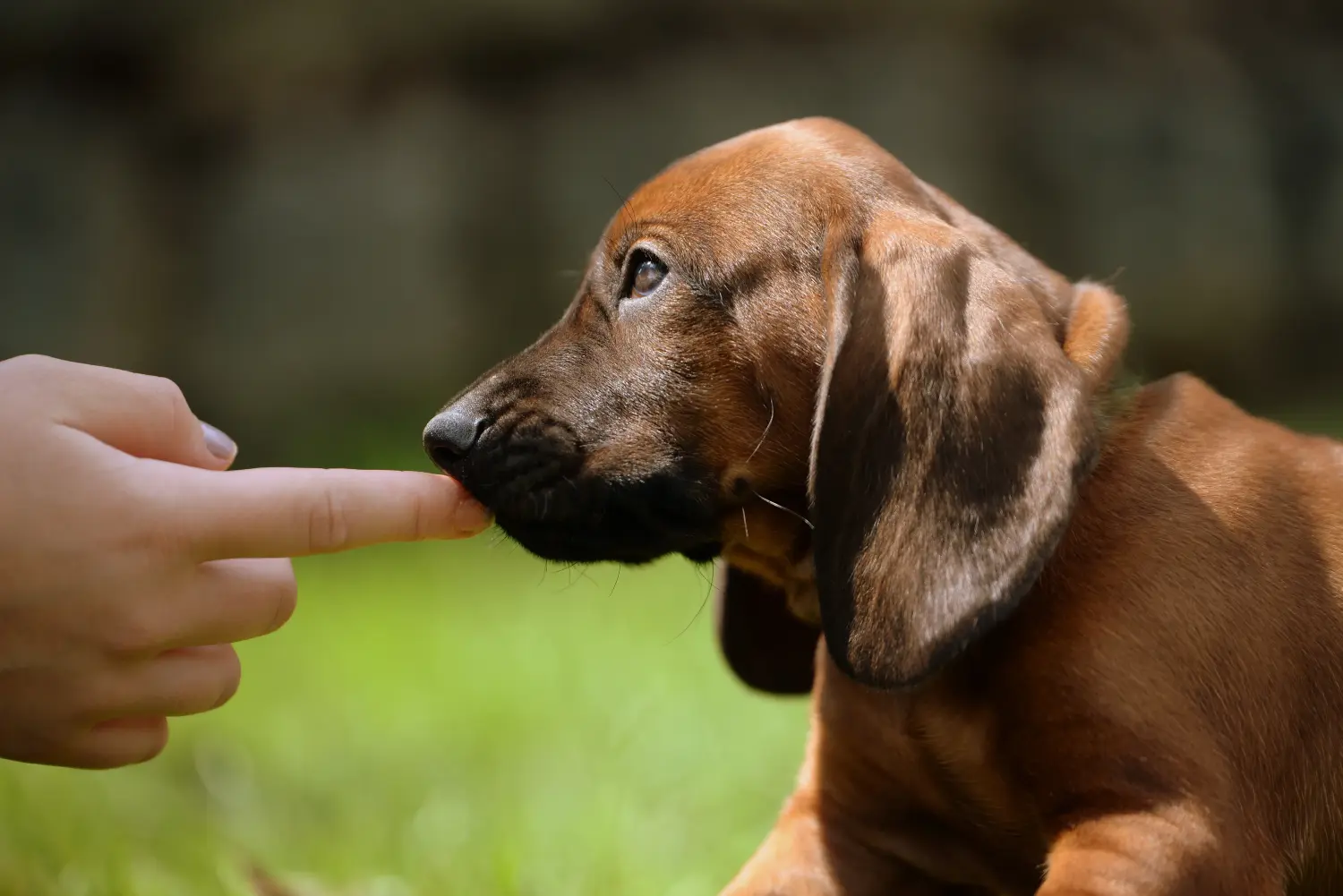Comprar um cachorro Bavarian Mountain Hound significa assumir responsabilidades! Comprar cachorros Bavarian Mountain Hound.