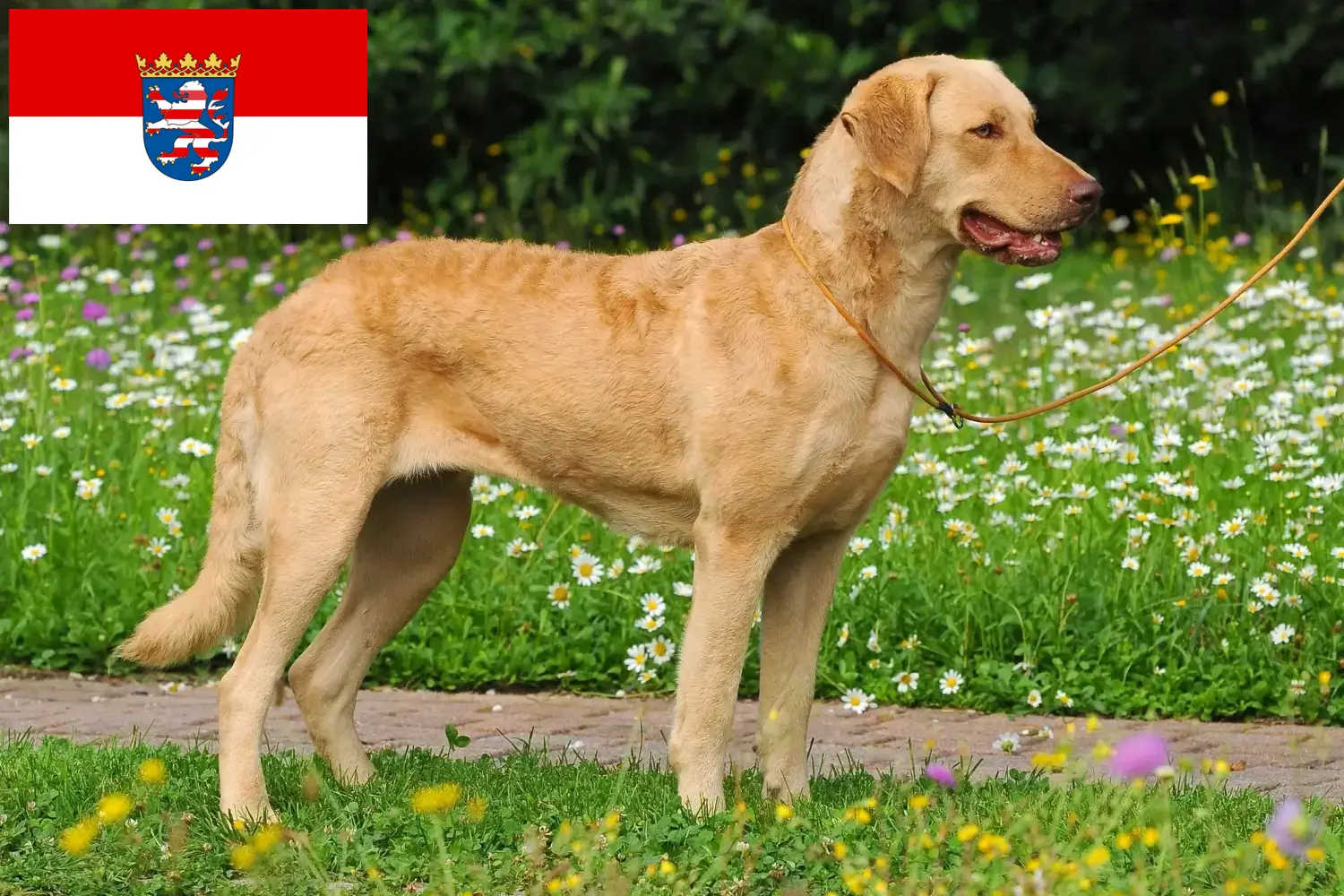 Cachorros e criadores de Chesapeake Bay Retriever Hessen Aqui pode encontrar criadores de Chesapeake Bay Retriever em Hessen.