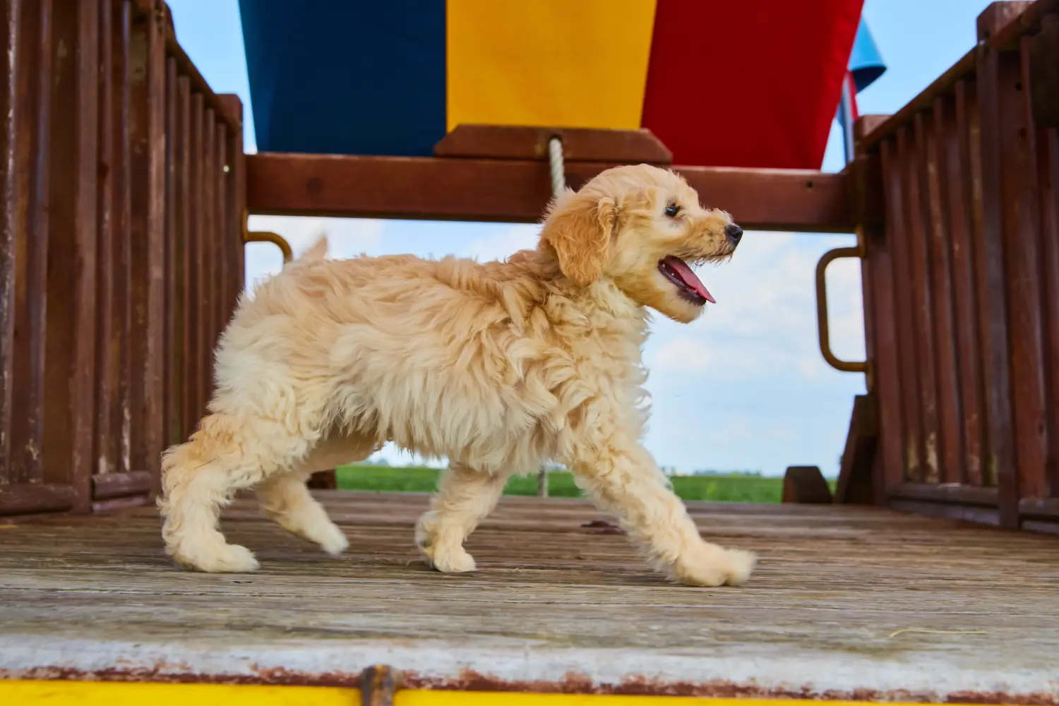 Comprar um cachorro Goldendoodle significa assumir responsabilidades! Comprar cachorros Goldendoodle.