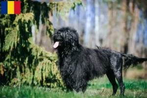 Read more about the article Cão de Agua português criadores e cachorros em Roménia