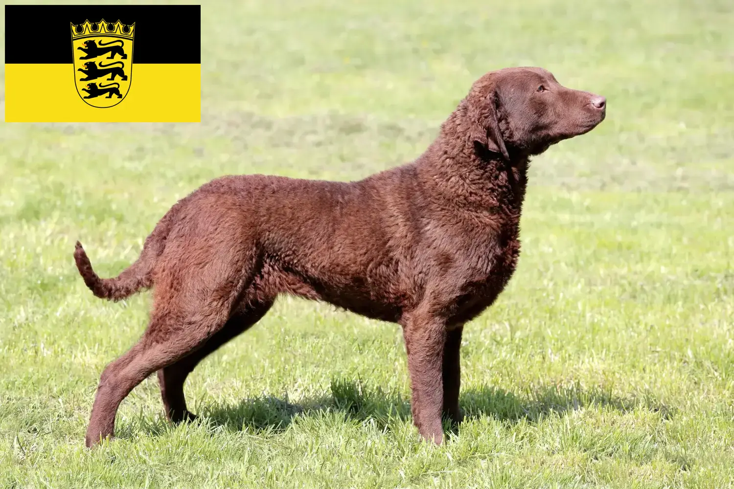 Cachorros e criadores de Chesapeake Bay Retriever Baden-Württemberg Aqui pode encontrar criadores de Chesapeake Bay Retriever em Baden-Württemberg.