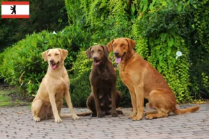 Read more about the article Criadores de Chesapeake Bay Retriever e cachorros em Berlim