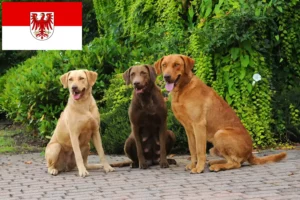 Read more about the article Criadores de Chesapeake Bay Retriever e cachorros em Brandenburg