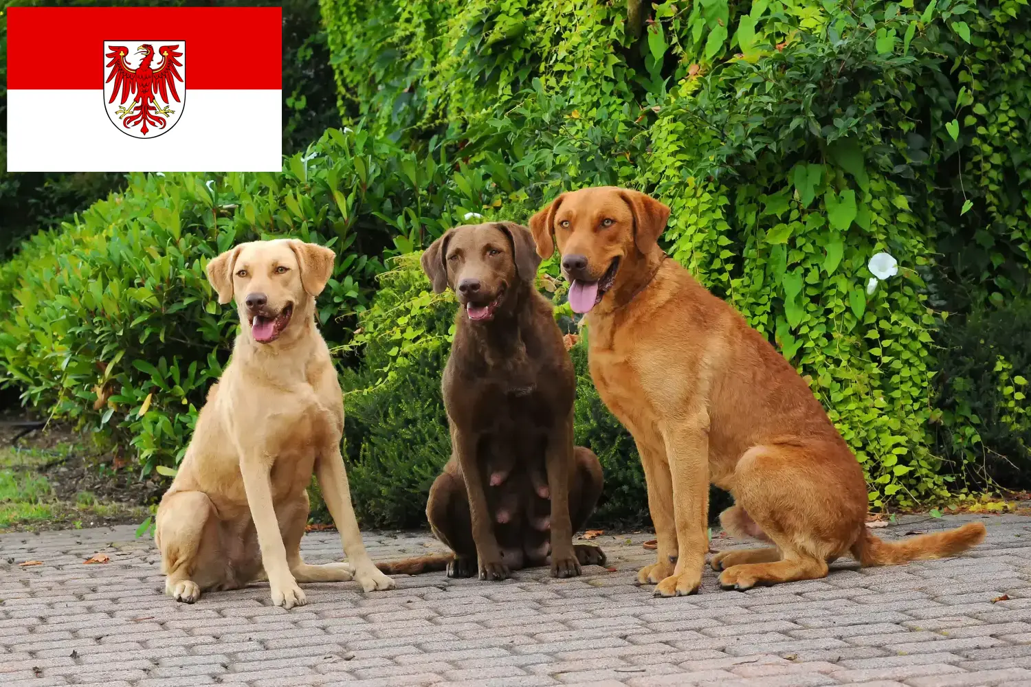Cachorros e criadores de Chesapeake Bay Retriever Brandenburg Aqui pode encontrar criadores de Chesapeake Bay Retriever em Brandenburg.