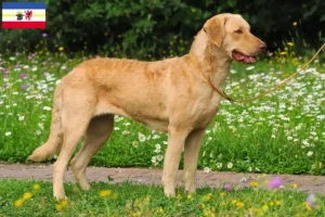 Read more about the article Criadores de Chesapeake Bay Retriever e cachorros em Mecklenburg-Vorpommern
