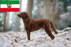 Read more about the article Criadores de Chesapeake Bay Retriever e cachorros na Renânia do Norte-Vestefália