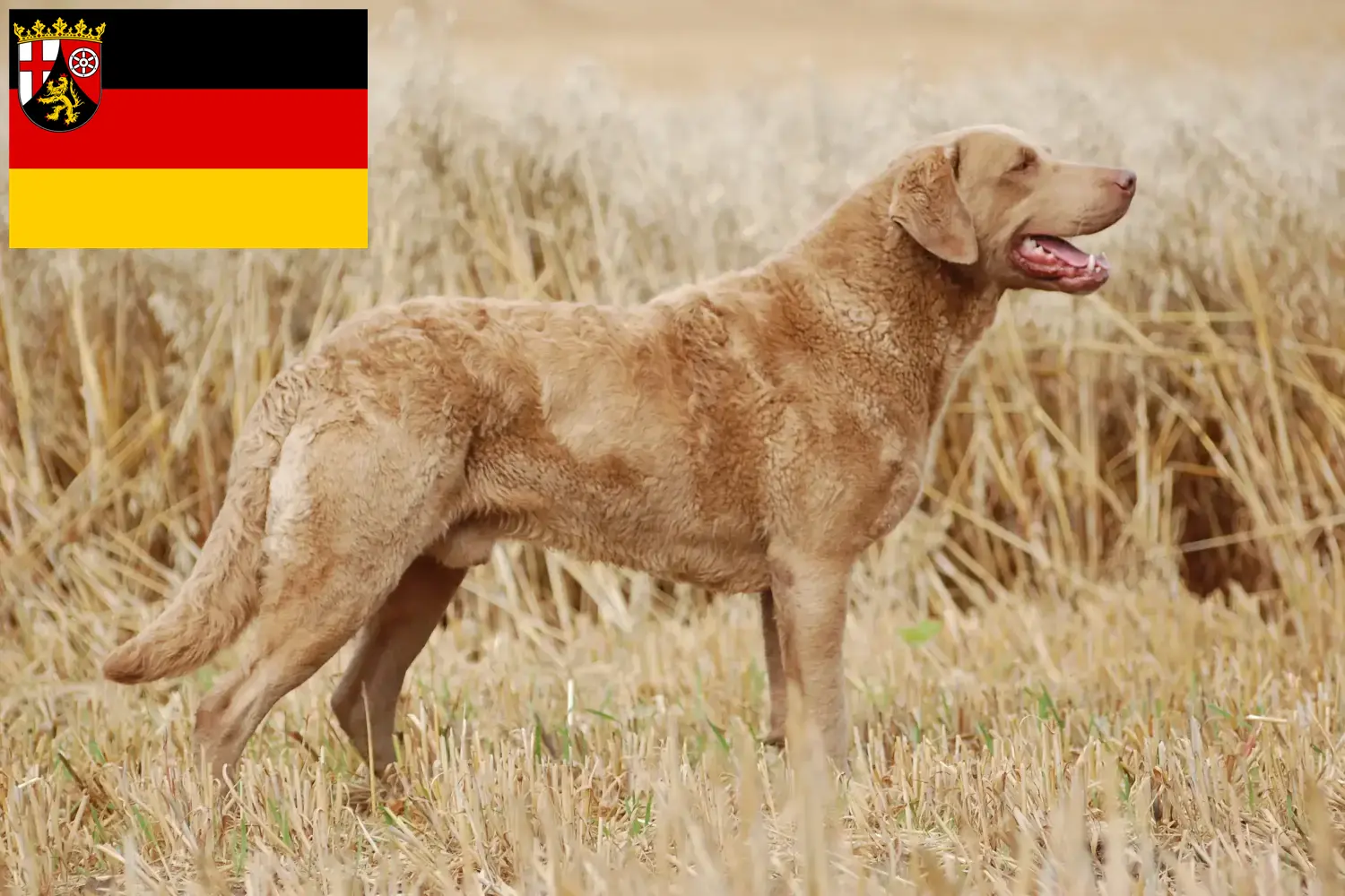 Filhotes e criadores de Chesapeake Bay Retriever Renânia-Palatinado Encontrar criadores de Chesapeake Bay Retriever em Rhineland-Palatinate.