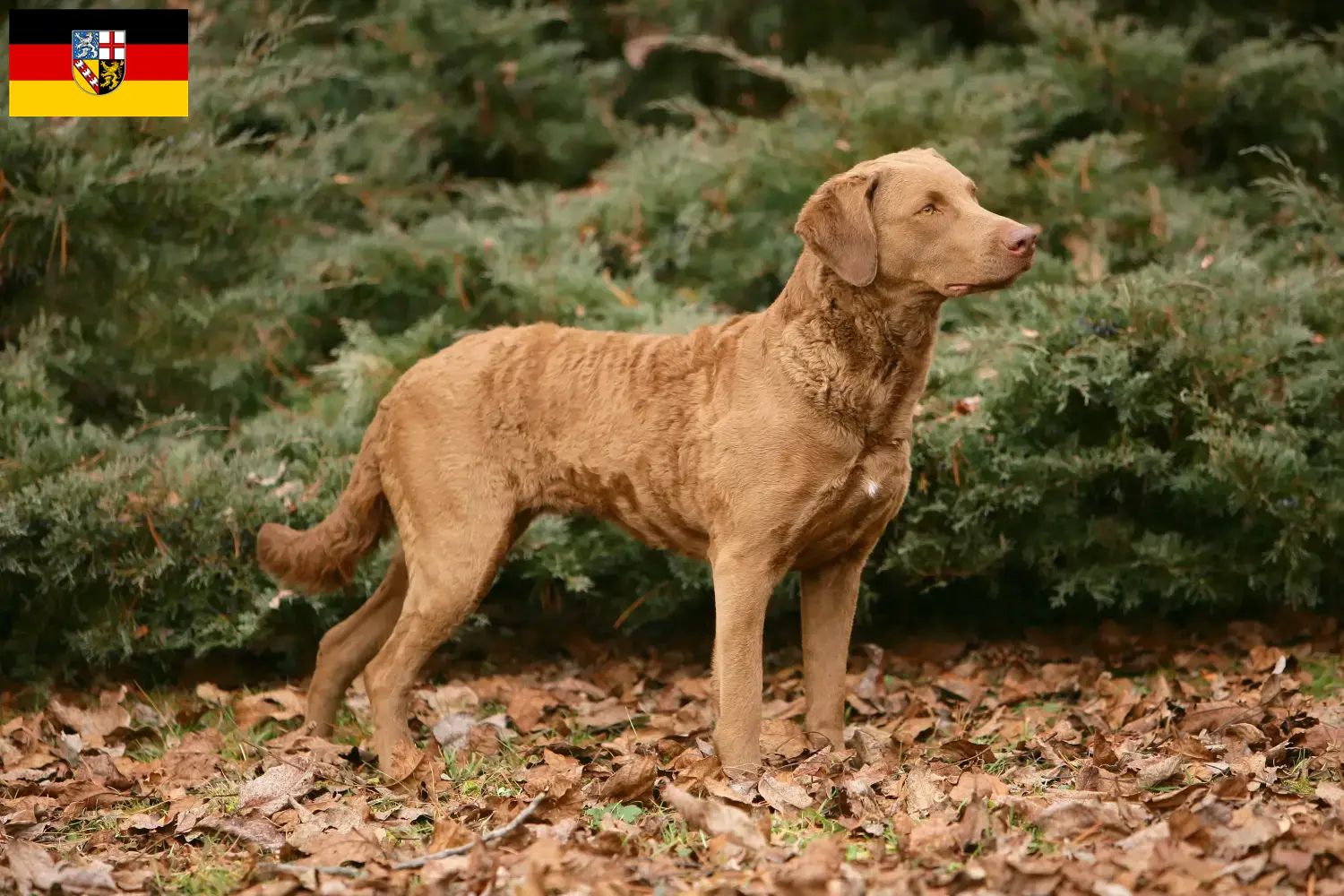 Chesapeake Bay Retriever cachorros e criadores Sarre Aqui pode encontrar criadores de Chesapeake Bay Retriever em Saarland.