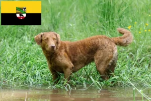 Read more about the article Criadores de Chesapeake Bay Retriever e cachorros em Saxónia-Anhalt