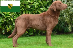 Read more about the article Criadores de Chesapeake Bay Retriever e cachorros em Saxónia