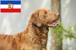 Read more about the article Criadores de Chesapeake Bay Retriever e cachorros em Schleswig-Holstein