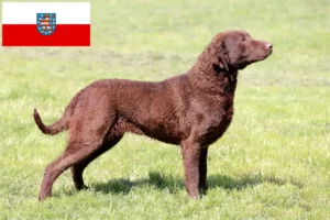 Read more about the article Criadores de Chesapeake Bay Retriever e cachorros em Thuringia