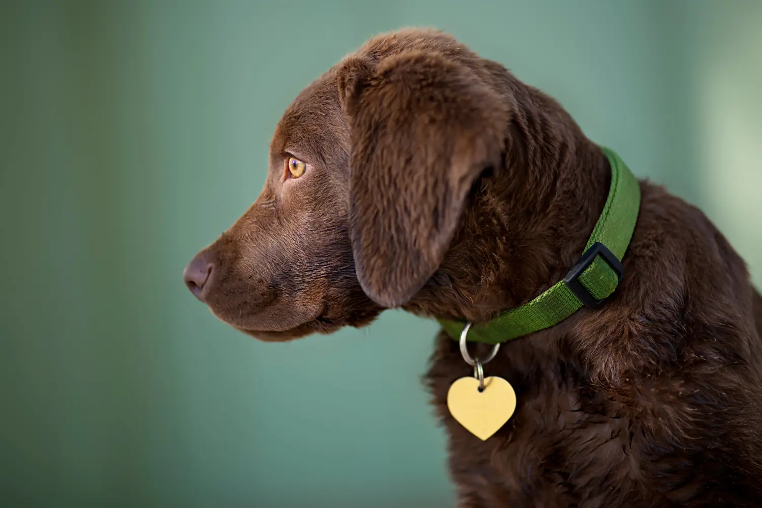 Comprar um cachorro Chesapeake Bay Retriever significa assumir responsabilidades! Comprar cachorros Chesapeake Bay Retriever.
