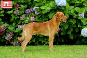 Read more about the article Criadores de Chesapeake Bay Retriever e cachorros em Bremen