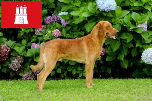 Read more about the article Criadores de Chesapeake Bay Retriever e cachorros em Hamburgo