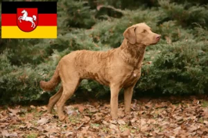 Read more about the article Criadores de Chesapeake Bay Retriever e cachorros na Baixa Saxónia